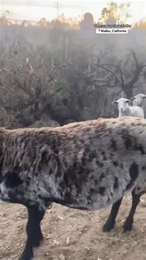 1.7K views · 20 reactions | A woman captured the emotional moment she reunited with her sheep after the Los Angeles wildfires tore through her farm in Malibu, California. #malibu #california #sheep #losangeles #animals | Metro News | Facebook