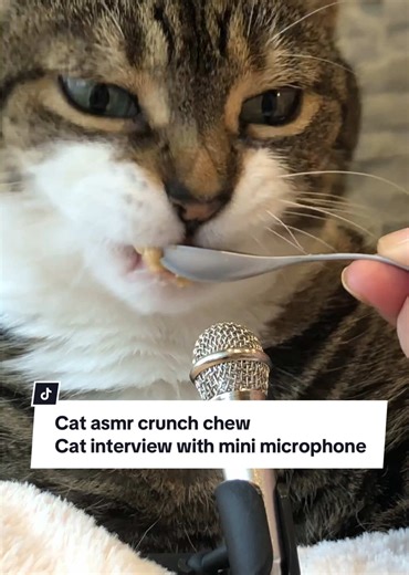 Definitely… the snacks! 😹🍗🥓 . Cute polydactyl cat talking in a mini microphone, crunching treats, asmr chewing cat sounds, cat comedy, pet jokes. 🐈 . #catasmr #cattalking #cutecat #cattreats #petmemes