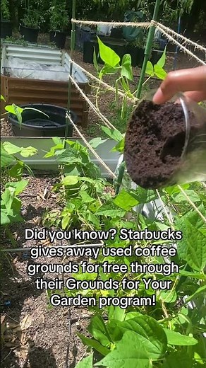 Did You Know Starbucks Gives Away Free Coffee Grounds for Your Garden