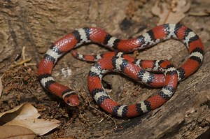 Endangered, venomous and non-venomous snakes in Texas