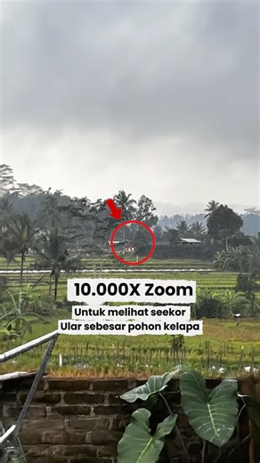 Extreme Zoom 10.000x… KEMUNCULAN ULAR SEBESAR POHON KELAPA 😱🐍 #ularbesar #ular