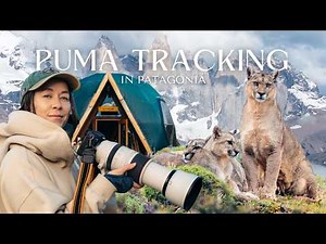 Puma Tracking in Patagonia: Photographing Chile’s LARGEST FELINE | EcoCamp Wildlife Safari Adventure