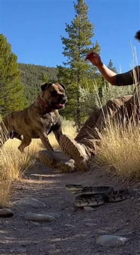 “Dog Saves His Human From Snake in ONE SECOND 🐕⚡😳”