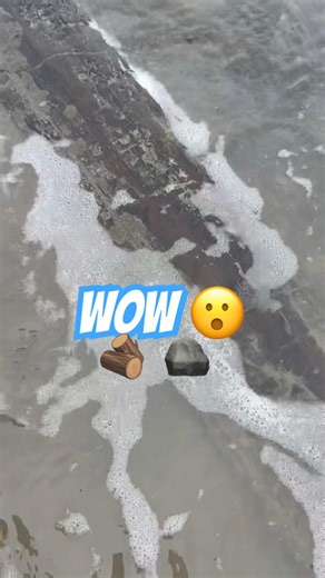 I can’t believe this large fossil wood surprise ⁉️#fossil#fossils#petrifiedwood