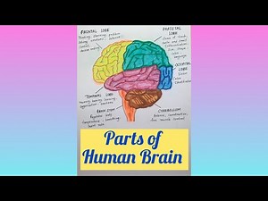 How to Draw a Human Brain Diagram | Easy & Well-Labelled Brain 🧠 Tutorial
