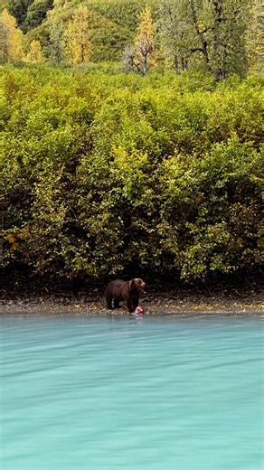 6.7K views · 104 reactions | POV: you booked our Lake Clark bear viewing tour and are witnessing Alaska’s wildlife in their natural habitat. | Rust's Flying Service | Facebook