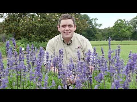 Salvia Unplugged So Blue (perennial)