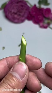 241K views · 1.8K reactions | 183_Grafting techniques of Rose #grafting #graftingtechniques #rose | Grafting Planting | Facebook