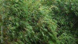 trees shaking due to heavy storm