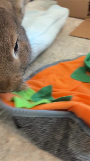 Creative FL Studio Beats with Bunny Theme