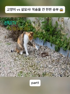 고양이 vs 살모사! 목숨을 건 한판 승부 😱part1