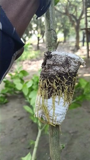 Air Layering with Tissue Paper and Soil | 100% Rooting Success🔥