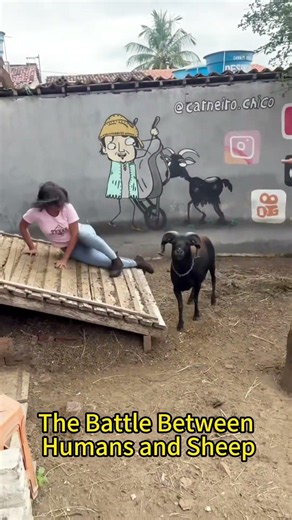 The Angry Goat #Funny #trending #viral #trend #fyp #sheep #animals