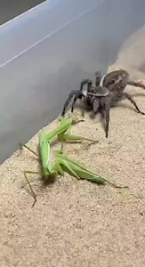 An intense showdown between two deadly hunters! The praying mantis strikes with razor-sharp speed, while the spider counters with precision and venom. A wild battle of reflexes and survival — who will win this clash of apex mini-predators? #SpiderVsMantis #PrayingMantis #SpiderAttack #MantisStrike #NatureFight #WildShowdown #InsectBattle #PredatorVsPredator #WildlifeReels #SpiderVerseWild | SpiderVerse Wild