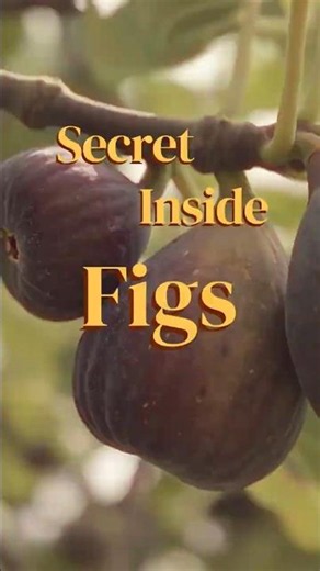Secret Inside Figs