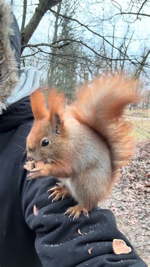 The squirrel makes a blaster-like territorial bark