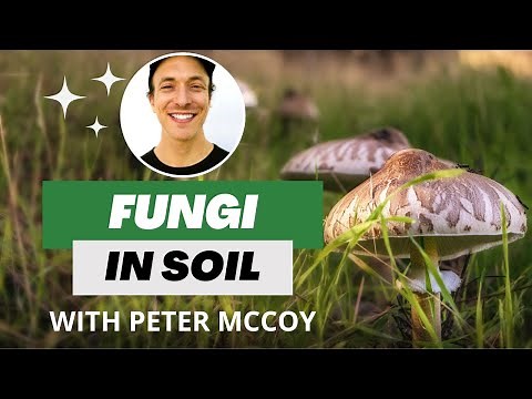 The Importance of Fungi in the World’s Soils | Peter McCoy