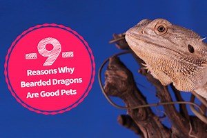 9 Reasons Why Bearded Dragons Are Good Pets - Bearded Dragon Guru