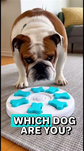 These Dogs Can't Figure Out the Puzzle #dogs #funny #shorts