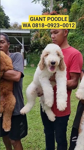 Giant Poodle For Sale