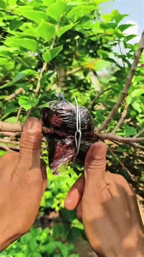 Simple Air Layering Method 🌱