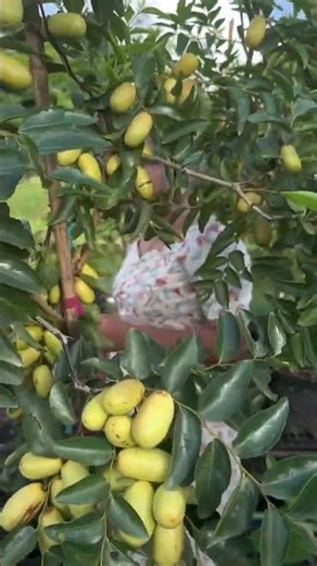 Chinese jujube চাইনিজ জুজুব