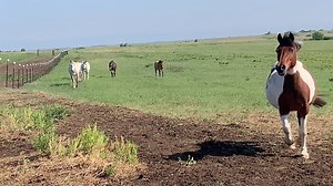 12K views · 990 reactions | May 18, 2022 A bit of rain last night and cool temps creates happy, content horses. But do we have pasture fairies?? #Rescuedoneright #Horsesoftherainbow #Pasturefairies | Rainbow Meadows Equine Rescue | Facebook