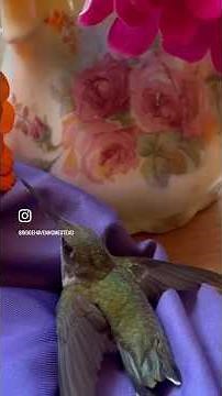 Helping a Trapped Hummingbird. #hummingbird #wildlife #shorts
