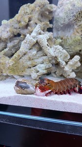 8.9M views · 103K reactions | Mantis Shrimp Destroys Clam #mantisshrimp #animals #wildlife #saltwatertank | Tucan Aquatics | Facebook