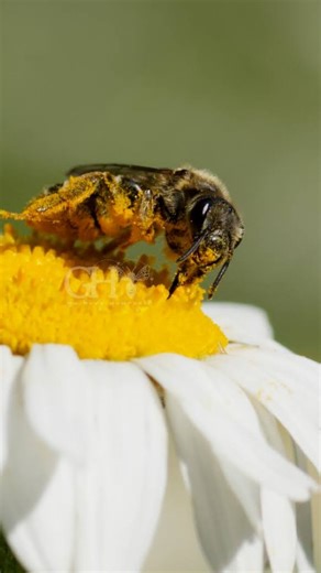 Little moments with a sweat bee. Feat. Coolio #conservation #rewilding #pollinators #femalephotographer | Go Hive Yourself