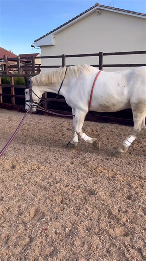 Why Lunging on a 20-Metre Circle or Oval Is Better for Your Horse (please ignore how dirty he is 😅) Lunging is a brilliant way to build your horse’s fitness, improve suppleness, and encourage correct way of going but how it’s done makes all the difference. One of the most common mistakes I see as a veterinary physiotherapist is horses being lunged on circles that are too tight.While it might seem easier to keep your horse close, tight circles can actually place a lot of unnecessary strain on th