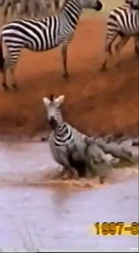 Crocodile vs Zebra #wildlife #animals #shorts