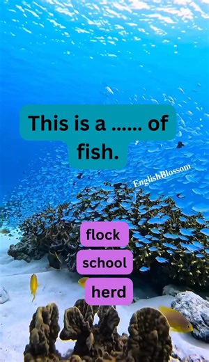 For more English tips follow English Blossom 🌸 #fun #englishblossom | English Blossom