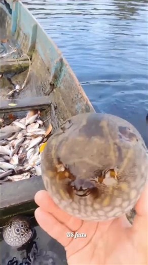 Why Does a Puffer Fish Turn Into a Balloon When It Feels Danger? 🐡🎈😲