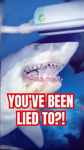 Why Sharks Are So Misunderstood?