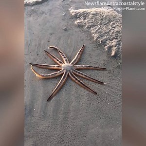11K views · 55 reactions | This starfish is CRAWLING on a beach!! ⭐⭐ | Daily Mail Video | Facebook