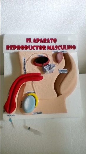"Descubre Anatomía Masculina: Construye una Maqueta del Aparato Reproductor" #maqueta #reproductor