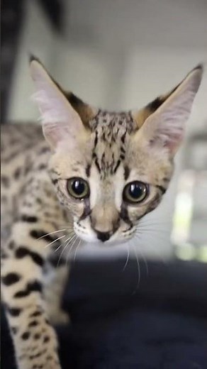 Savannah cats for sale | Savannah-Cats.com