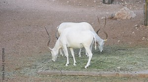 A group or herd of critically endangered Addax (Addax nasomaculatus) aka screwhorn or white antelope stops eats and walks around the desert sand; has been reintroduced in some parts of Africa.