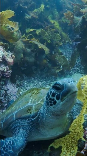 Why are they called GREEN turtles? 🐢 (The answer isn’t the shell!)