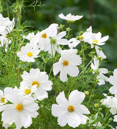 Cosmos bipinnatus 'Dwarf Sensation White'