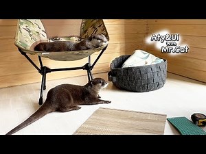 DIY Under the Watchful Eye of Otters [Otter Life Day 797]