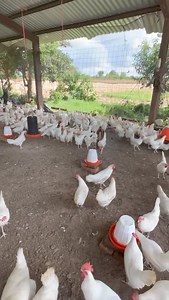 Llegamos a la mini granja de gallinas del compa Luis y mariskero agarra huevos de doble llema | Lencho 4x4 blogs