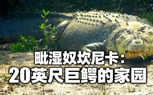 [中配]毗湿奴坎尼卡：20英尺巨鳄的家园 - GatorJake456