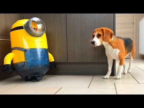 Funny Beagle Dog PRANKED by RC MINION ROBOT