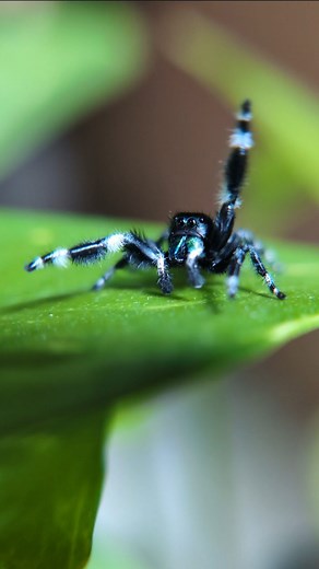 1.3K views · 154 reactions | Just received this cutie from @fuzzyfoureyes He's a handsome little man  Phidippus Audax Male #arachnids #animals #animalplanet #cute #cuteanimals #discover #explore #foryou #insects #jumpingspiders #jumpingspider #love #macro #phidippusregius #phidippusaudax #salticidae #spidersofig #spiders #pets #wildlife #petsofinstagram #exoticpets #petlover #reels #nature #reptiles #videography | Danie's Arachnids | Facebook