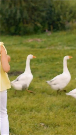 Geese Sounds (Honking and Flapping on the Farm)