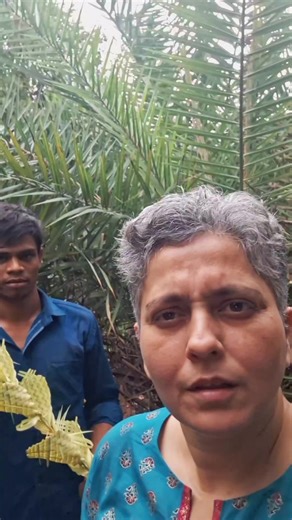67K views · 1.2K reactions | शिंदी/ sugar palm/ wild date... याच्या...