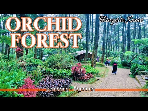 Menjelajahi Keindahan Orchid Forest Cikole, Wisata Paling Populer di Lembang – Bandung, Review 2025