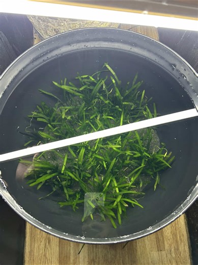 Create a Stunning Patio Pond with Aquascaping